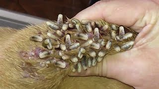 removed a lot of worms from abandoned dogs amp feed poor dogs healthy food [upl. by Diego]