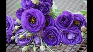 Gorgeous Lisianthus Flowers How to Grow  take care Propagate Lisianthus [upl. by Anairt246]