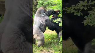 Gorilla Vs Chimpanzee Who Will Win gorilla chimpanzee shorts [upl. by Nnek]