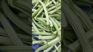 How to grow okra  Ladys finger growing  Okra farming  Vendakkai cultivation harvesting [upl. by Aloke]