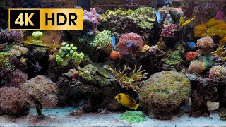 Coral Reef Aquarium  4K HDR 60 fps  no loop [upl. by Etnovad]