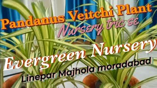 Home GardeningPandanus Veitchi PlantCare Grow and Very Fast Bushy Secret Tric [upl. by Tizes350]