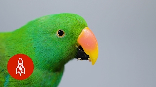 This Beautiful Parrot May Be the Worlds Smartest Bird [upl. by Chapel]