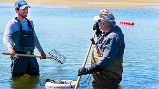 How to Catch Clams Quahogs on Cape Cod [upl. by Granthem]