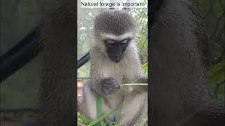 Vervet monkey Jane enjoying grass [upl. by Combs]