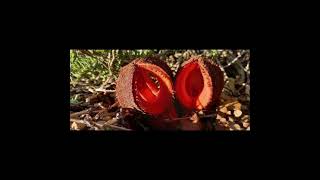 Descobrindo a fascinante e misteriosa Hydnora africana uma das plantas mais intrigantes do mundo [upl. by Atiuqihc]