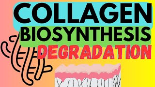 Collagen  Biosynthesis and Degradation [upl. by Nessa]