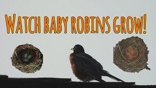 Watching baby robins grow up birds [upl. by Nirroc385]