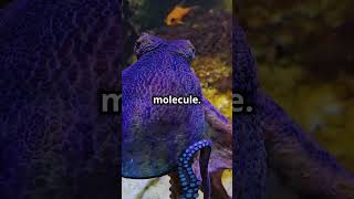 Did you know Why Octopuses Have Blue Blood [upl. by Yliak]