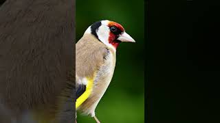 birdsGoldfinchgoldfinch EurasianGoldfinch chardonneretchant goldfinchsong καρδερίνα حسون [upl. by Emoreg]