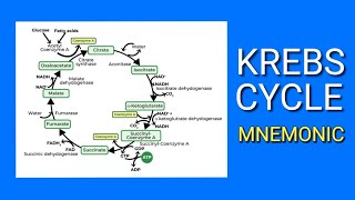 KREBS CYCLE  EASY Mnemonic  How to Memorize the Steps of the Krebs Cycle  Citric Acid Cycle [upl. by Gnat532]