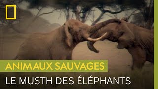 Violent combat déléphants pour les faveurs dune femelle [upl. by Onairam643]