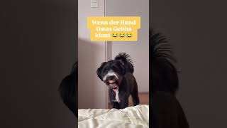 Wenn der Hund Omas Gebiss klaut😂😂😂 hund hund [upl. by Ahgiel]