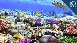 What Are Coral Reefs And Whats Their Purpose [upl. by Esme]