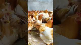 New breed of super productive chicken both beautiful and valuable chicken poultry farming [upl. by Gordy]