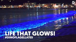 Life that glows  Dinoflagellates  Discovery Channel [upl. by Nevin]