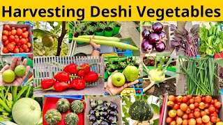 Biggest Harvesting Of Organic Desi Winter Vegetables From My Terrace Vegetable Garden In 2023 [upl. by Pomona]