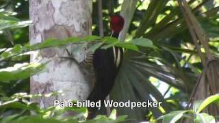 Birds of Belize  Woodpeckers and Woodcreepers [upl. by Ehctav]