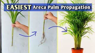 Areca Palm Propagation from Stem Separation Areca Palm Care [upl. by Clothilde336]