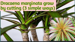 How to grow dracaena marginata by 3 simple wayspropagation of dracaena marginata 🌿 [upl. by Yanad]