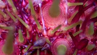 Pedicellariae of the Green Sea Urchin Go Into Action [upl. by Bubb]