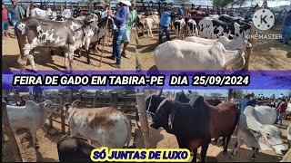 Feira de Gado de TabiraPE dia 25 de setembro de 2024 [upl. by Rednazxela]