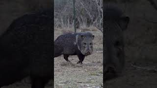 Javelina [upl. by Sallad]