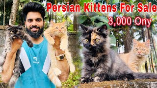 Persian Cats For Sale  Triple Coat Persian kittens  persian cat  persian cat price in india  cat [upl. by Filomena917]