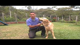 Adiestramiento de perros Golden retriever [upl. by Schramke862]