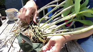 Repotting Guarianthe aurantiaca [upl. by Tarr]