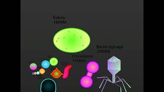 Microorganisms size comparison [upl. by Valeria129]