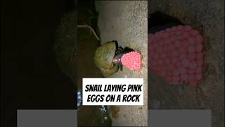 Snail lay Bright Pink Eggs 🧐😮 [upl. by Francesca]