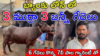 బ్యాంకు లోన్ లో 3 ముర్రా  3 బన్నీ గేదెలు కొన్న 7 లీ పాల గ్యారెంటీ తో  Bunni amp Murrah Buffaloes [upl. by Jake40]