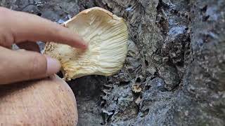 참부채버섯식과 화경버섯맹독이 같이 있습니다 Panellus serotinus and Lampteromyces japonicus on a Carpinus laxiflora [upl. by Kolodgie]