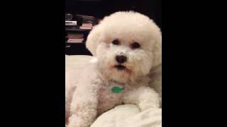 My little Bichon Frise is so spoiled [upl. by Umberto39]