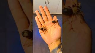 2 pieces makdi 🕷️🕷️makdi beautiful makdi youtubeshorts [upl. by Zak]