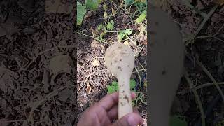 Butternut squash in a woodchip heap a mini harvest lasanafarms [upl. by Eyaf]