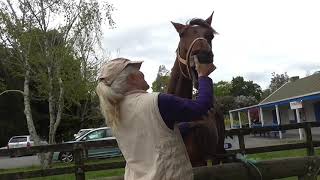 Equine Craniosacral Therapy  releasing the craniofacial junction [upl. by Vacla]