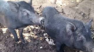 itim na baboy  Black Pig [upl. by Abad138]