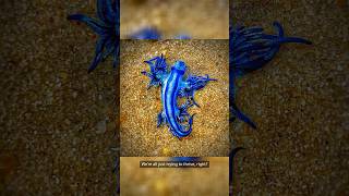 Meet the Blue Dragon A Poisonous Sea Slug [upl. by Benedict]