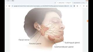 Epithelial Tissue المحاضرة الرابعة [upl. by Bessie343]