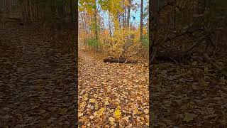 Hiking in Bronte Creek Provincial Park oakville fallcolors ontarioparks [upl. by Huai265]