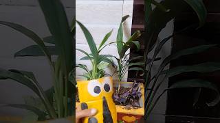 Multiply Cordyline plant ll Draceana plant 🌱grow cordyline dracaena diy plantertrendingshorts [upl. by Nibbs]