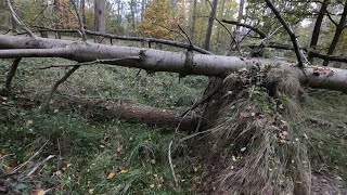 Dokončení porostu a likvidace vývratů Zetor 7245 Agama aga 2 Stihl Ms 362 jpforest8882 [upl. by Svoboda]