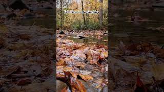 nature smokymountains falltime hiking fallcolors mountains autumn scenic smokies [upl. by Barber461]