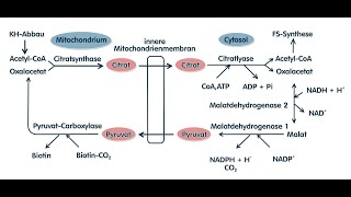 Fettsäuresynthese und ZitratMalatShuttle [upl. by Nonnel]