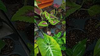 Growing Indoor growingfacts flowers plants [upl. by Gerita]