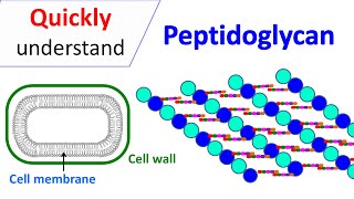 Peptidoglycan  Prokaryotic cell wall [upl. by Bord]