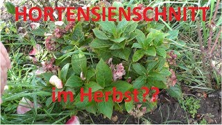 Hortensienschnitt im Herbst Was ist erlaubt und was nicht [upl. by Aynotan]