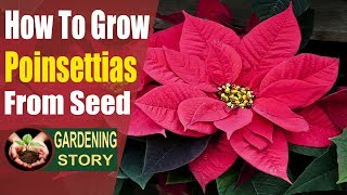 How To Grow Poinsettias From Seed [upl. by Gorman931]